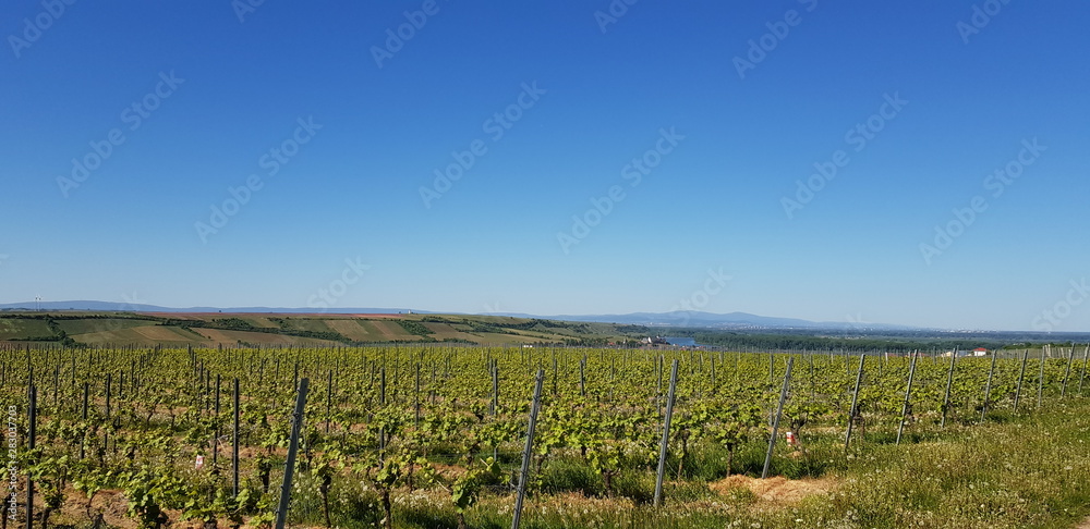 Fototapeta premium weinberg