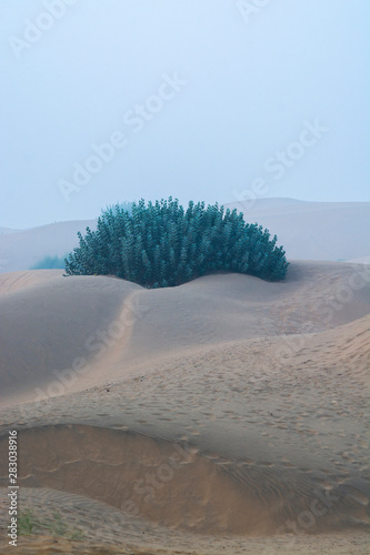 Canvas Print Sand dune with desert plant in Thar Desert, Jaisalmer, Rajasthan State, India
