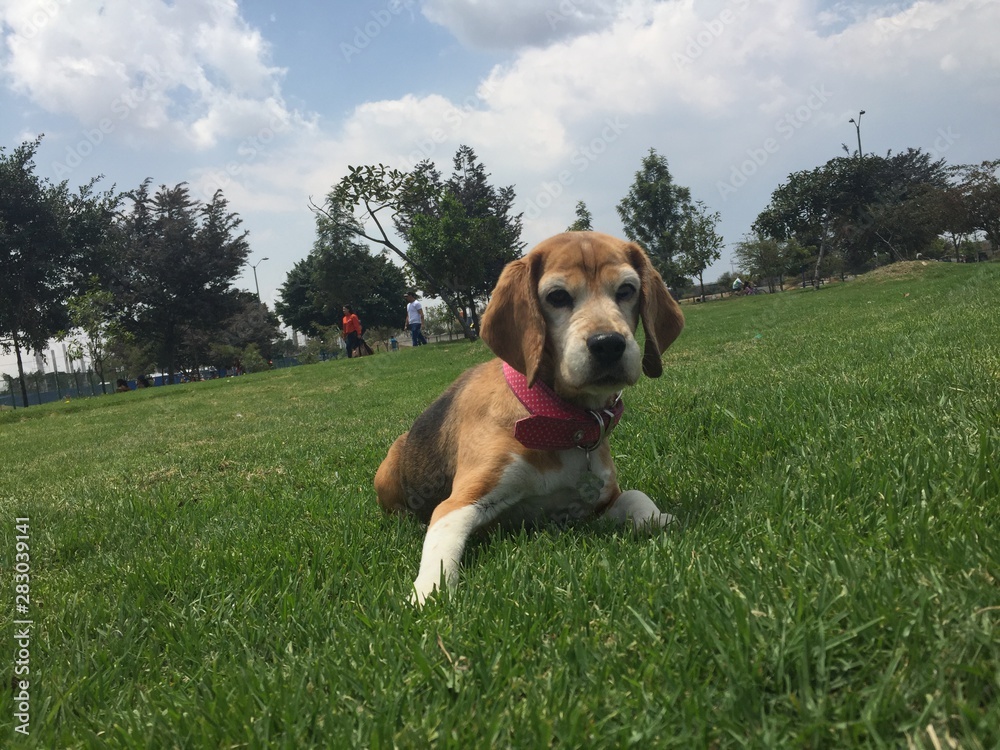 dog on grass