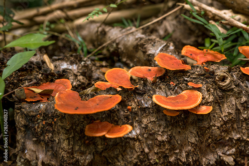 Orange mushroom like fungus growing on decomposing wood