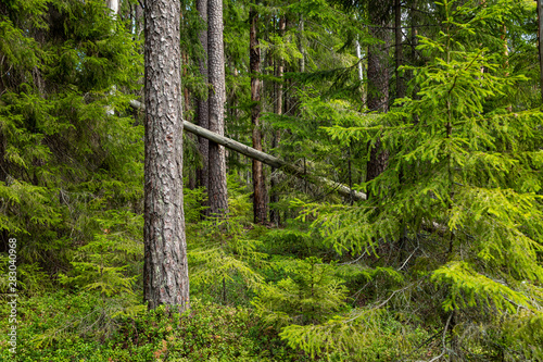 Fototapeta Naklejka Na Ścianę i Meble -  Kurjenrahka National Park. Nature trail. Green forest at summer time. Turku, Finland. Nordic natural landscape. Scandinavian national park.