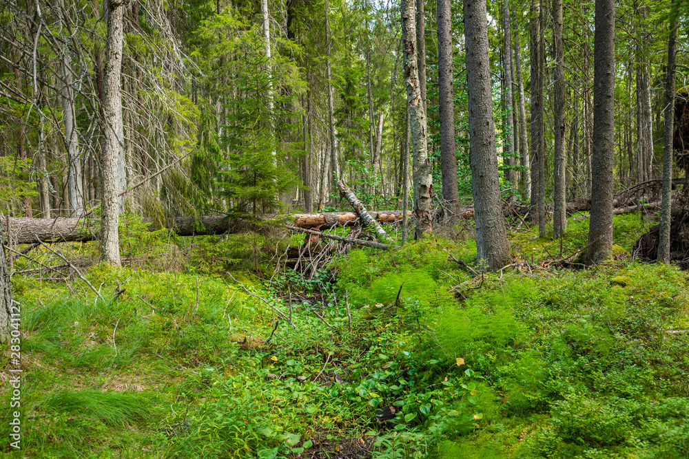 Kurjenrahka National Park. Nature trail. Green forest at summer time. Turku, Finland. Nordic natural landscape. Scandinavian national park. Kurjenrahka National Park. Nature trail. Green forest at summer time. Turku, Finland. Nordic natural landscape. Scandinavian national park.