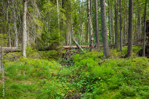 Fototapeta Naklejka Na Ścianę i Meble -  Kurjenrahka National Park. Nature trail. Green forest at summer time. Turku, Finland. Nordic natural landscape. Scandinavian national park.