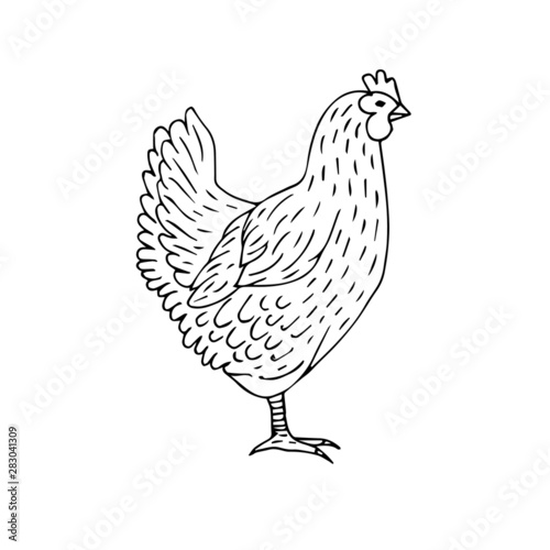 Vector hand drawn doodle sketch chicken isolated on white background