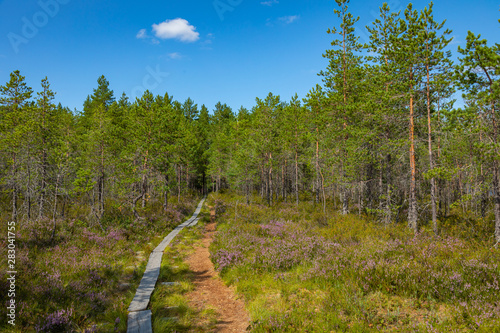 Kurjenrahka National Park. Nature trail. Green forest at summer time. Turku, Finland. Nordic natural landscape. Scandinavian national park.