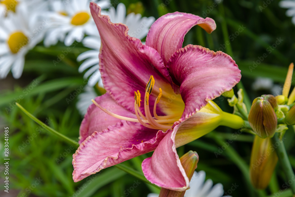 Flowering daylilies in the garden. Blossoming Hemerocallis in summer garden. Beautiful flowers of daylilies Flowering daylilies in the garden. Blossoming Hemerocallis in summer garden. Beautiful flowers of daylilies