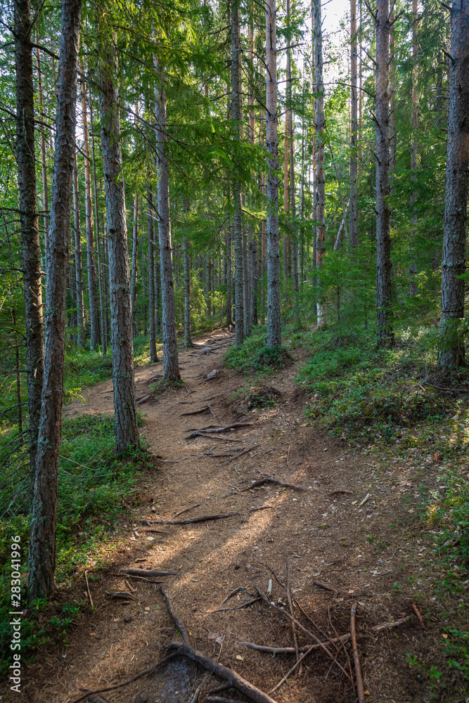 Kurjenrahka National Park. Nature trail. Green forest at summer time. Turku, Finland. Nordic natural landscape. Scandinavian national park. Kurjenrahka National Park. Nature trail. Green forest at summer time. Turku, Finland. Nordic natural landscape. Scandinavian national park.