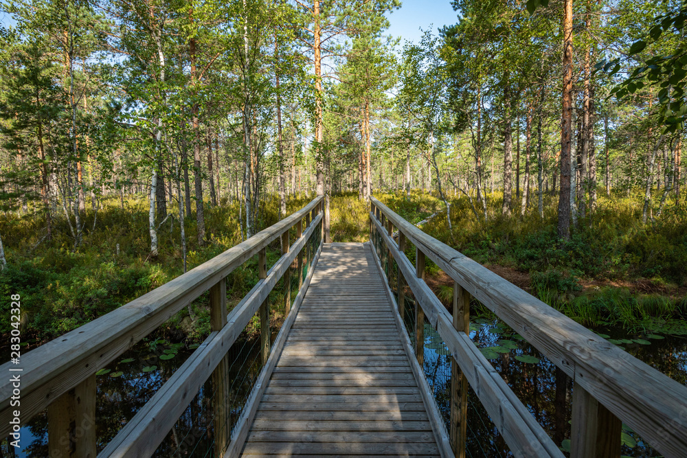 Kurjenrahka National Park. Nature trail. Green forest at summer time. Turku, Finland. Nordic natural landscape. Scandinavian national park.