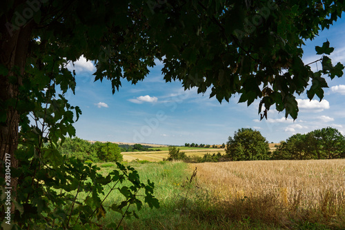 view on meadow near Sankt Goar in Loreley Valley  Germany