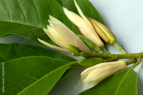 Michelia alba with leaves on white background
