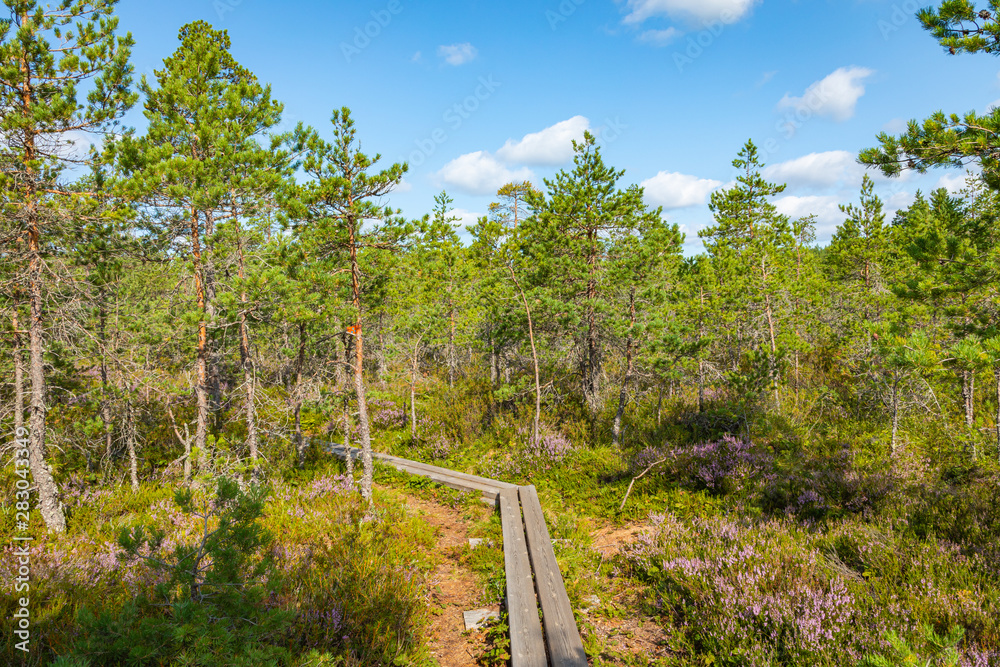 Hiking trail in scandinavian national park in a wetland bog. Kurjenrahka National Park. Turku, Finland. Nordic natural landscape. Hiking trail in scandinavian national park in a wetland bog. Kurjenrahka National Park. Turku, Finland. Nordic natural landscape.