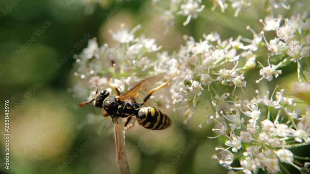 une guêpe butine des fleurs blanches