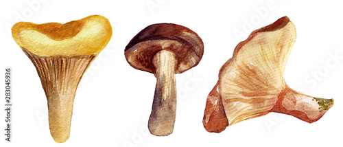 Set of watercolor mushrooms.Hand drawn illustration isolated on a white background.