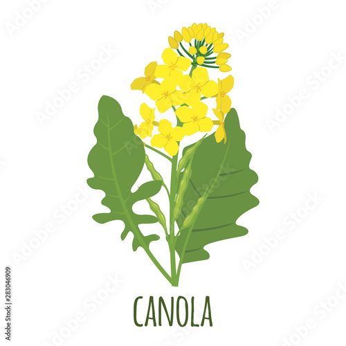 Canola flower in flat style isolated on white.