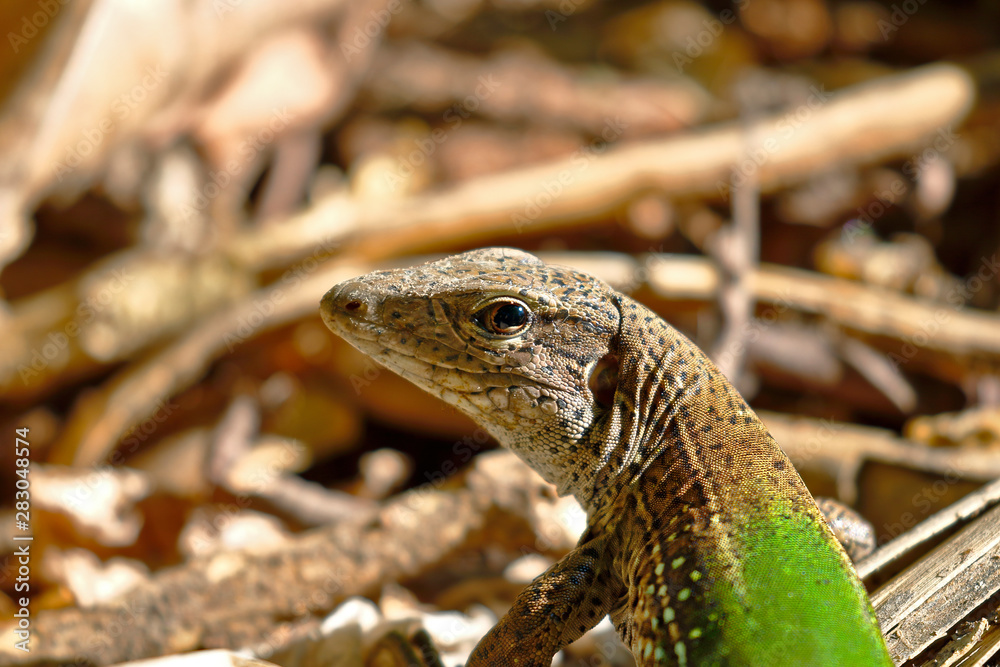 Naklejka premium Giant ameiva (ameiva ameiva); Copy taken in freedom