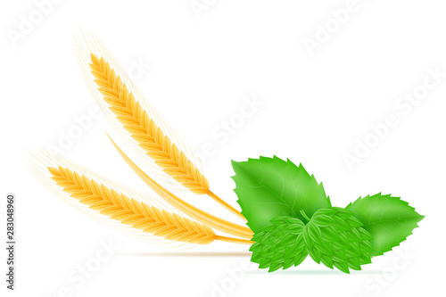 hops and wheat ingredients for making beer vector illustration