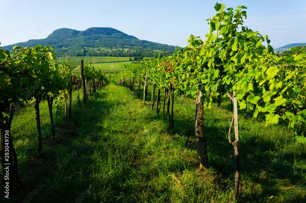 wineyard landscape with Badacsony mountain, Hungary