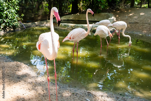  flamingo birds in a zoo. Concept of animals in the zoo