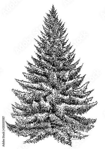 Spruce pine tree illustration, drawing, engraving, ink, line art, vector