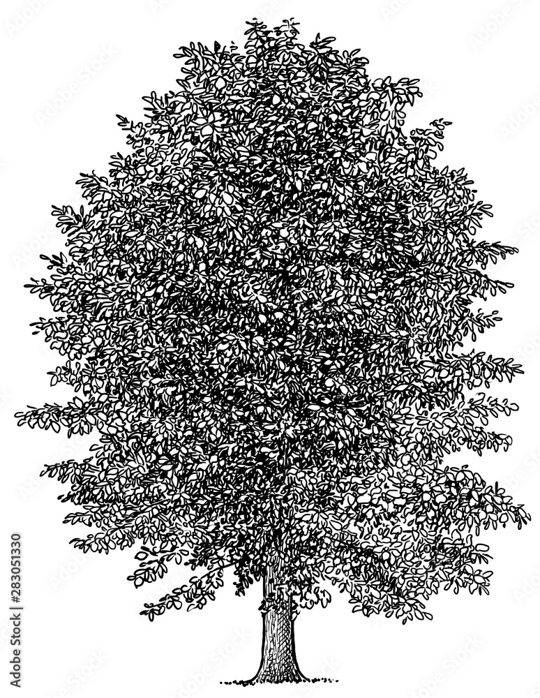 Linden tree illustration, drawing, engraving, ink, line art, vector