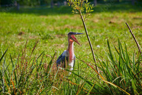 Billede på lærred Greater adjutant stork at the water.