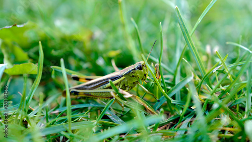 beautiful green grasshopper in a green grass © Chamois huntress