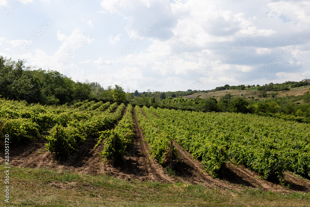 Organic vineyards concept of agriculture.