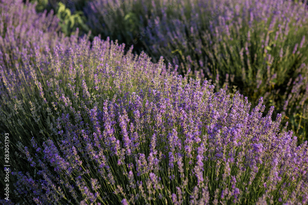 Obraz premium Bushes of lavender purple aromatic flowers.