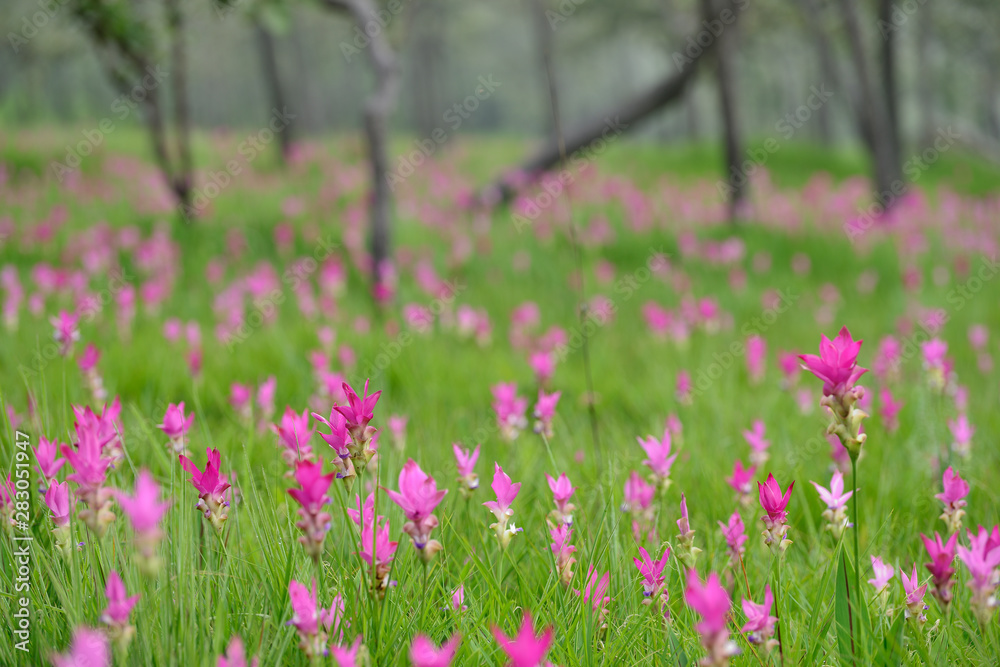 Beautiful pink flowers and morning mist in the tropical forest of Thailand. Close up Siam tulip flowers. Beautiful pink flowers and morning mist in the tropical forest of Thailand. Close up Siam tulip flowers.