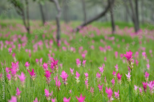 Beautiful pink flowers and morning mist in the tropical forest of Thailand. Close up Siam tulip flowers.