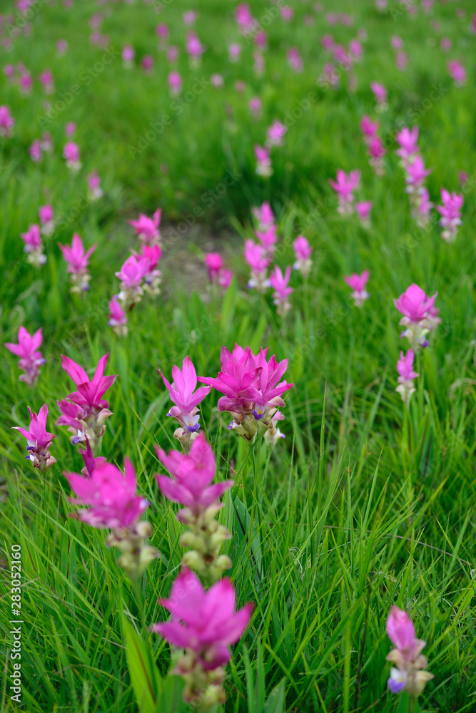 Beautiful pink flowers and morning mist in the tropical forest of Thailand. Close up Siam tulip flowers. Beautiful pink flowers and morning mist in the tropical forest of Thailand. Close up Siam tulip flowers.