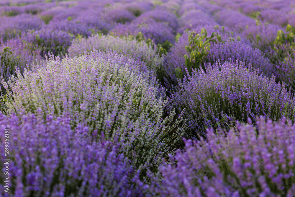 Fototapeta premium Blooming fields of lavender in Moldova.
