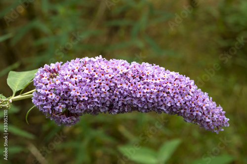 Purple buddleia flower drooping over photo