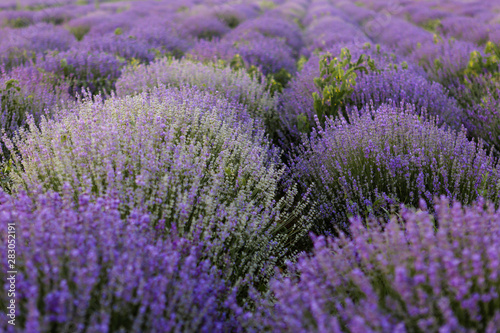 Blooming fields of lavender in Moldova.