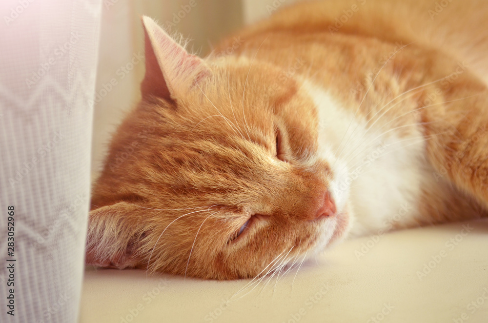Portrait of a red cat, which lies with closed eyes on a windowsill next to white curtain