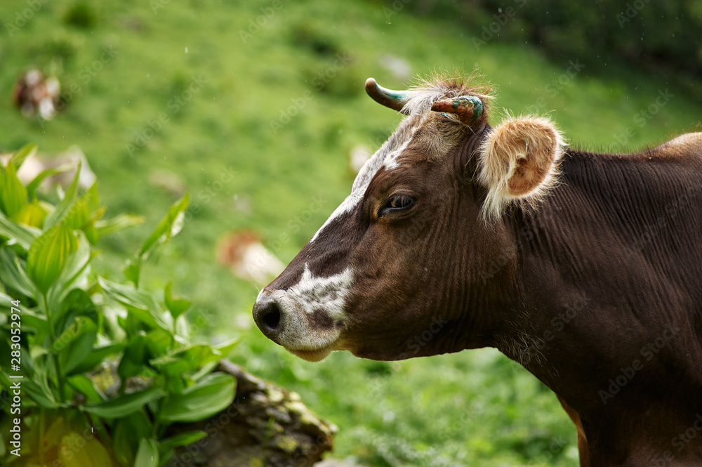 brown and white spotted cow close up portrat at green background. Cow looks at camera.