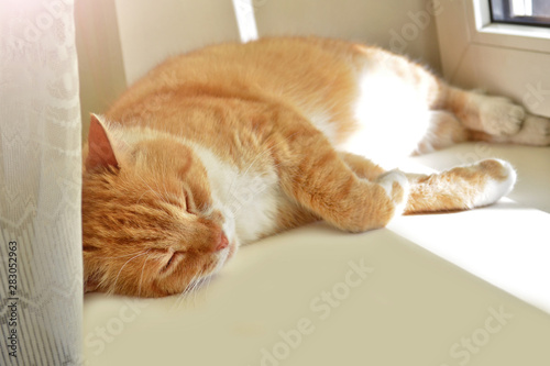 Portrait of red cat, which lies with closed eyes in the sun on a windowsill next to a white curtain