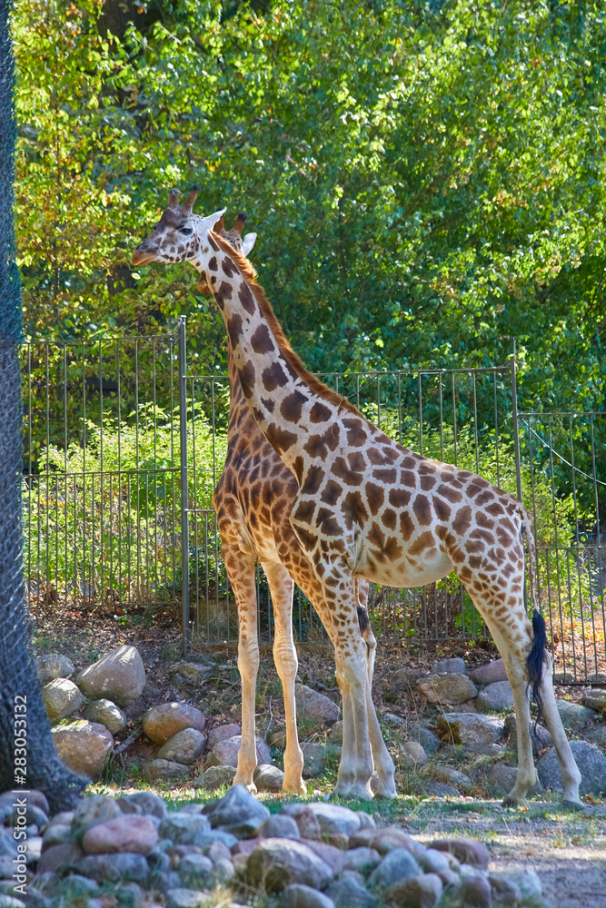 Beautiful giraffes in their enclosure Beautiful giraffes in their enclosure