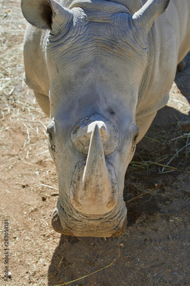 Obraz premium Beautiful big rhino in the zoo, close up.