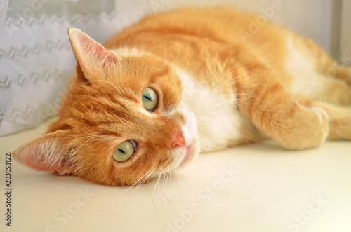 Portrait of a red cat, which lies with open green eyes on a windowsill next to white curtain, closeup