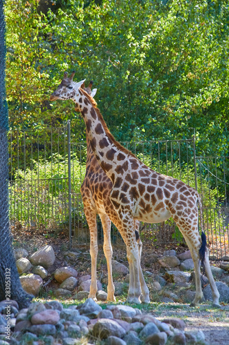 Beautiful giraffes in their enclosure