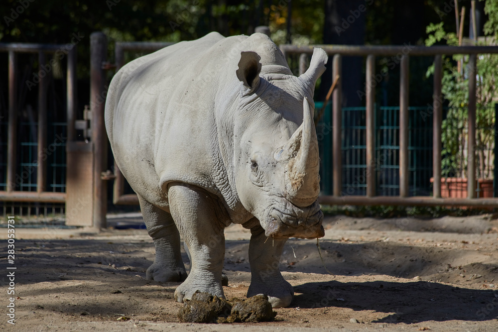 Naklejka premium Beautiful big rhino in the zoo