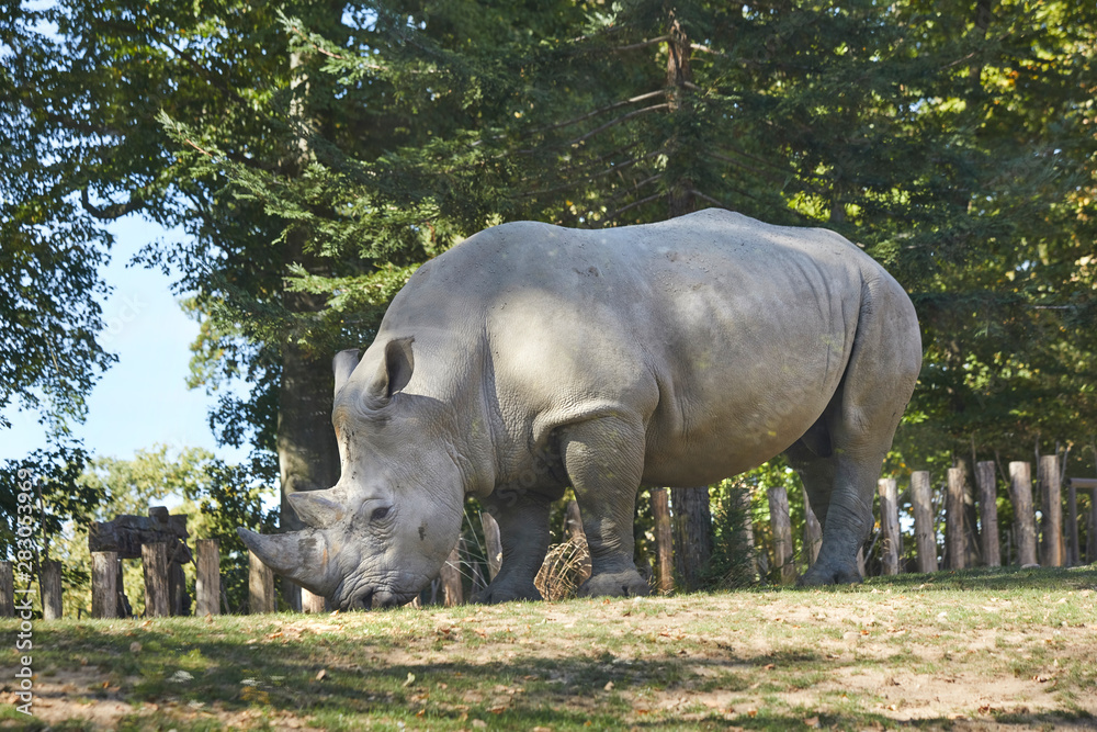 Beautiful big rhino in the zoo