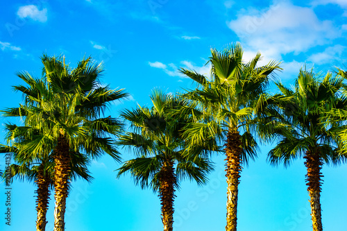 Several Palm trees. In the background turquoise blue sky and fluffy white clouds. The sun is shining. Daytime.