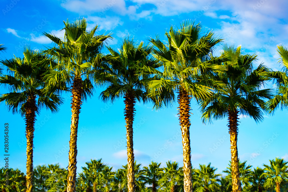 Palm trees. In the background is a turquoise blue sky and fluffy white clouds. In the distance you can see a forest of palm trees. The sun shines by day.