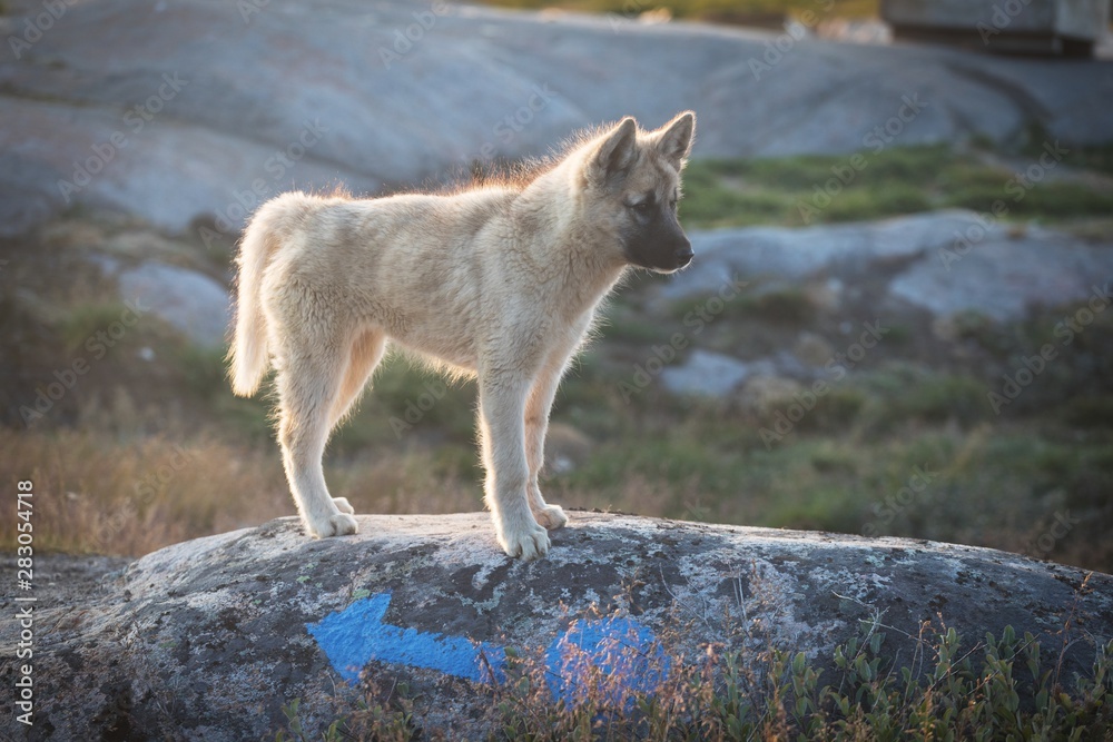 Beautiful greenland sled dog lighted with backlight from warm summer sun. Ilulissat, Greenland. Greenland Dog puppy These breeds are quite different from the huskies. Beautiful greenland sled dog lighted with backlight from warm summer sun. Ilulissat, Greenland. Greenland Dog puppy These breeds are quite different from the huskies.