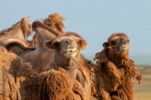 Two camels close-up in the steppe in Russia © dmitriizotov