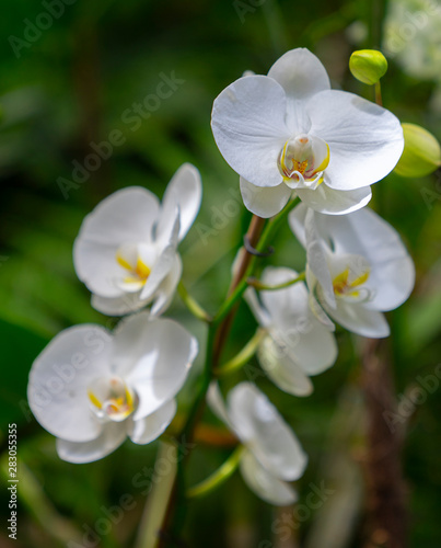 Fototapeta Naklejka Na Ścianę i Meble -  a branch of a beautiful orchid outdoors amidst nature