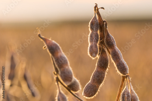 Agriculture - Macro detail and high productivity soybean pods