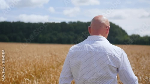 Rear view of bald man going in the golden wheat field. Medium shot.